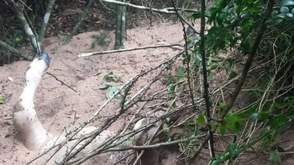 Imputan a dueño de una vaca que causó accidente fatal - 1000 Noticias