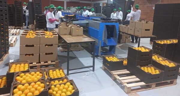 Cerca de 34.000 kg de caqui ya fueron exportados a Europa