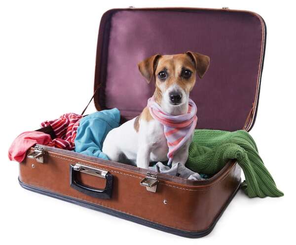 Viajar con mascotas: qué se puede, qué no, y cómo evitar traumas - Mascotas - ABC Color