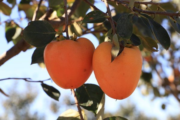 Casi 34.000 kilos de caqui fueron exportados al mercado europeo