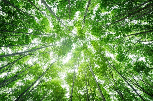 Avanza acuerdo entre Paraguay y Singapur por créditos de carbono - MarketData