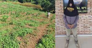 La Nación / Encargado de campamento narco en Capitán Bado es detenido y la plantación, destruida