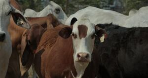 La Nación / Buscan fortalecer la producción bovina en Misiones