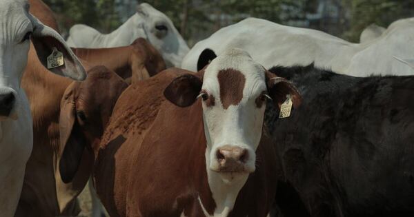 La Nación / Buscan fortalecer la producción bovina en Misiones