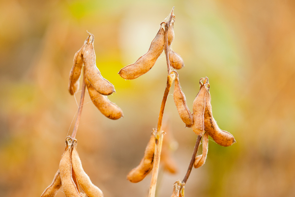 Productores piden mayor desarrollo de soluciones financieras para el sector agro