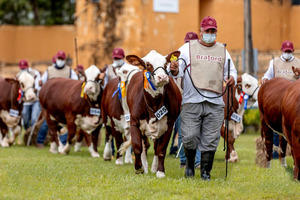 Nacional Braford: esperan cerca de 500 animales en pista y negocios por valor de G. 2.600 millones | Agronegocios | 5Días