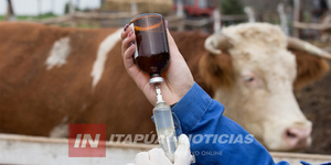 ITAPÚA ALCANZA EL 98% DE COBERTURA EN CAMPAÑA DE VACUNACIÓN CONTRA LA FIEBRE AFTOSA