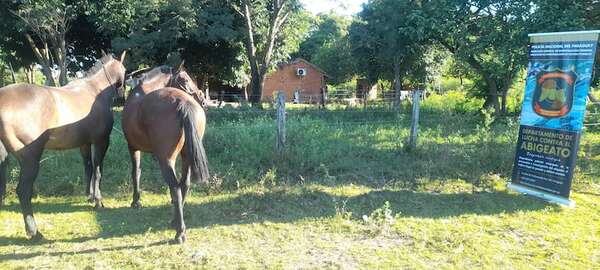 Realizan incautación de animales equinos y arma de fuego en Ayolas - Nacionales - ABC Color