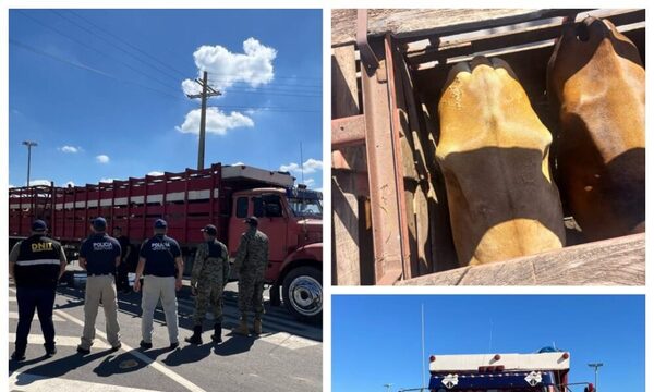 Incautan un transganado cargado de 45 animales vacunos de dudosa procedencia