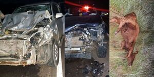 DOS ACCIDENTES DE TRÁNSITO CON ANIMALES VACUNOS EN ITAPÚA 