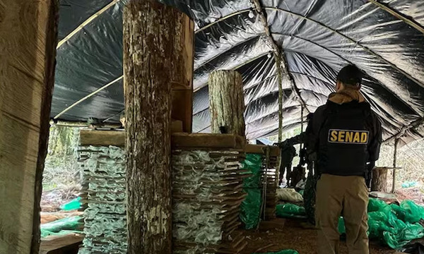 Hallan 20 toneladas de marihuana en campamentos narcos en Villa Ygatimí - OviedoPress