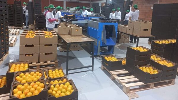 Almost 34,000 kilos of persimmons have already been exported to Europe - .::Agencia IP::.