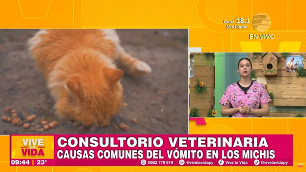 Causas comunes del vómito en los "michis"