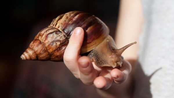 Caracol gigante africano en Paraguay: “pueden ser muy dañinos para el ser humano”