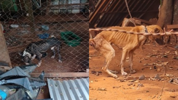 Ciudad del Este: Multan a ciudadanos por maltrato animal