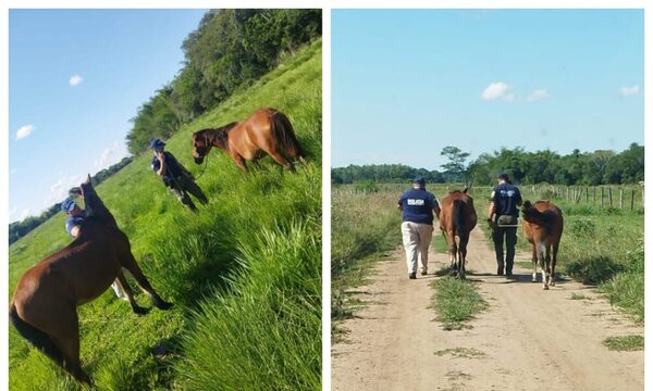 Incautan animales equinos de dudosa procedencia en Misiones