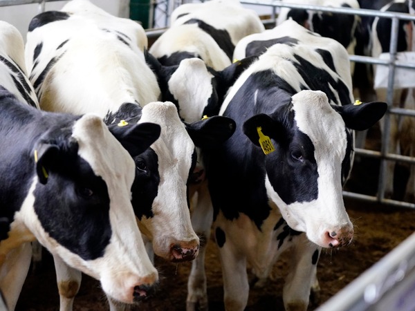 El precio de la leche en polvo repunta y cotiza US$ 4,171 la tonelada