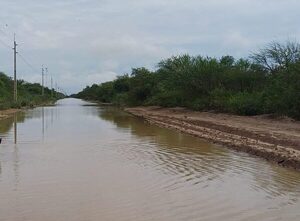 Con dificultades para el movimiento del ganado, el precio del gordo se sigue afirmando en el mercado