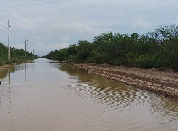 Con dificultades para el movimiento del ganado, el precio del gordo se sigue afirmando en el mercado
