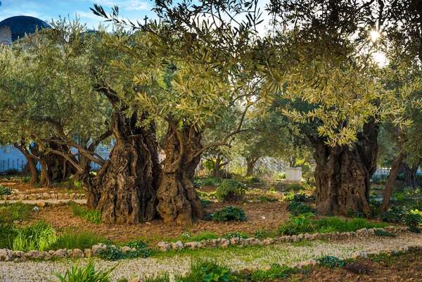 ¿Cómo era el clima de Jerusalén hace 2.000 años?: paleoclimatología en acción - Ciencia - ABC Color