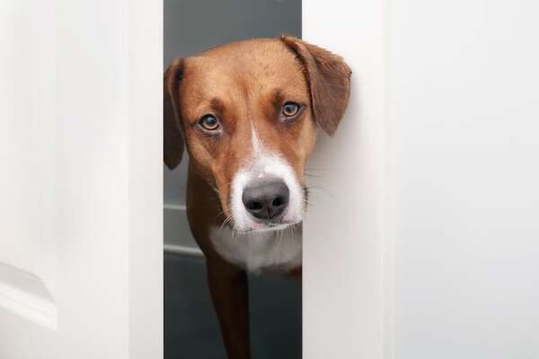 ¿Por qué mi perro me sigue al baño?: la explicación científica - Mascotas - ABC Color