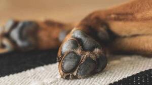 Perro casi murió de hambre y su dueño ligó una multa de G. 5 millones