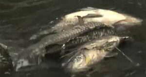 La Nación / Reportan mortandad de peces en el río Capiibary