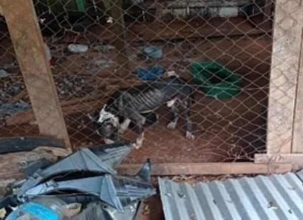 Multan a dueños de perros rescatados en estado de desnutrición - ABC en el Este - ABC Color