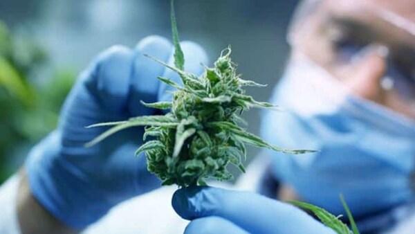 Argentina: emplean cannabis para prevenir el dolor por quimioterapia
