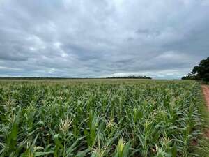 Prevén distribución variable de lluvias: ¿cómo impactará en las zonas agrícolas? - Economía - ABC Color