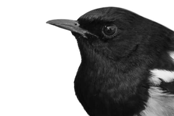 Aunque tiene fama de ladrona, la urraca le tiene miedo a los objetos desconocidos  - Ciencia - ABC Color