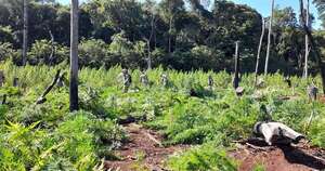 La Nación / Operativo “Nueva Alianza 49″ logra eliminar 859 toneladas de marihuana.