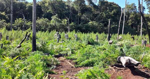La Nación / Operativo “Nueva Alianza 49″ logra eliminar 859 toneladas de marihuana.