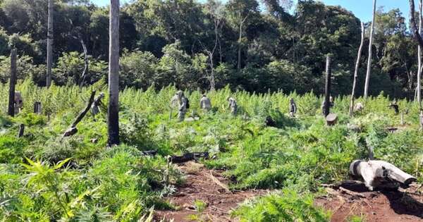 La Nación / Antidrogas eliminan 859 toneladas de marihuana