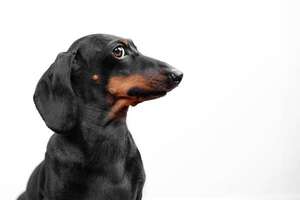 ¿Tu perro no te obedece?: estos podrían ser los errores que estás cometiendo  - Mascotas - ABC Color