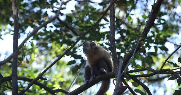 Diario HOY | El zoológico abrirá en horario normal esta Semana Santa