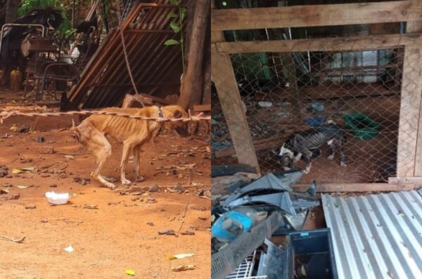 Municipalidad de CDE impone multas por maltrato animal - La Clave
