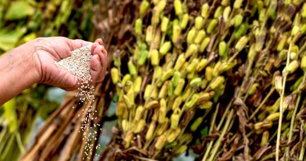 Diario HOY | Paraguayos crean un superalimento saludable con la mezcla del sésamo y la chía