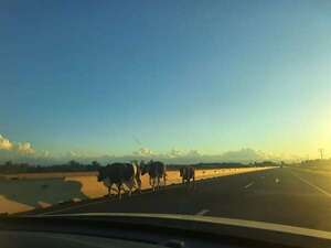 Atención conductores: vacas sueltas en las rutas - Nacionales - ABC Color