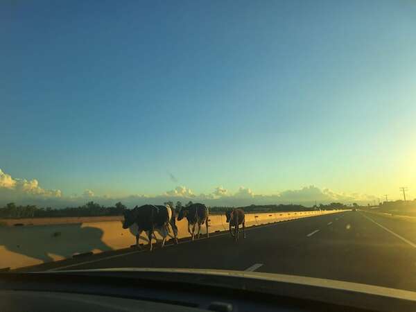 Atención conductores: vacas sueltas en las rutas - Nacionales - ABC Color