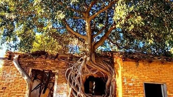 La historia detrás de la casa del árbol con extraña forma