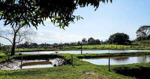 La Nación / Crece la producción de tilapia impulsada por prácticas sostenibles