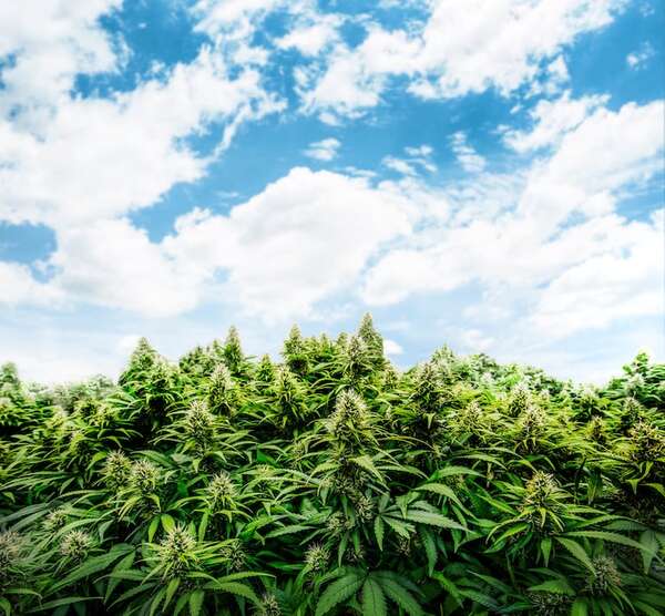 Invitan a audiencia pública sobre despenalización de la marihuana en el Senado - Política - ABC Color