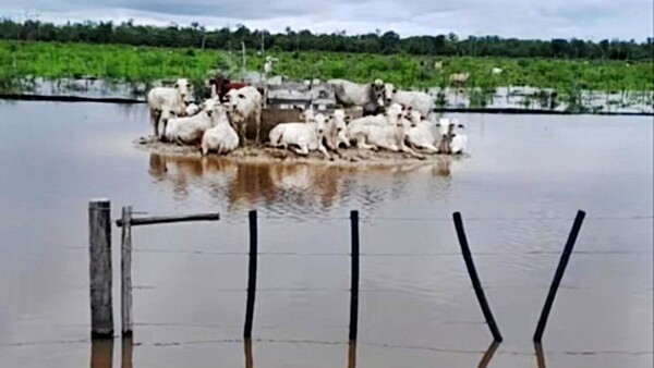 Lluvias en el Chaco afectan faena en frigoríficos locales