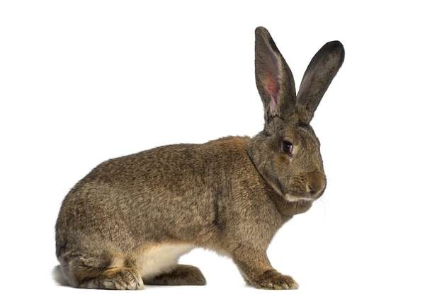 Así son los conejos gigantes: las razas más grandes y su temperamento bonachón - Mascotas - ABC Color