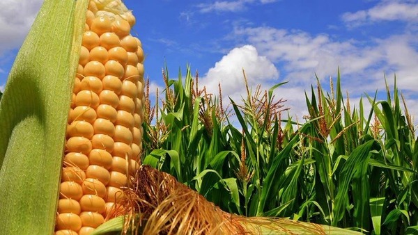 Aumenta exportación de maíz paraguayo tras demanda en Brasil - 1000 Noticias