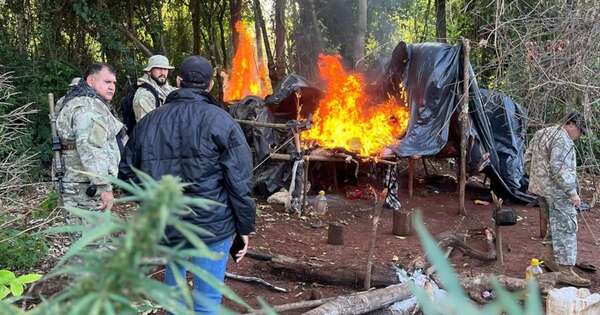 Diario HOY | Destruyen plantaciones de marihuana en zona de la reserva Apepú