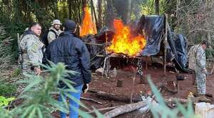 Desmantelan campamento narco y destruyen cultivos de marihuana en Tavaí