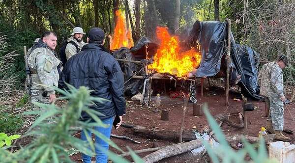 Desmantelan campamento narco y destruyen cultivos de marihuana en Tavaí