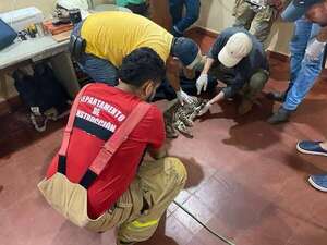 Concepción: felino silvestre con lesiones es rescatado por bomberos  - Nacionales - ABC Color